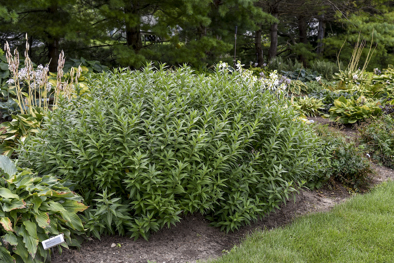 amsonia-storm-cloud-in-a-mixed-perennial-border.jpg