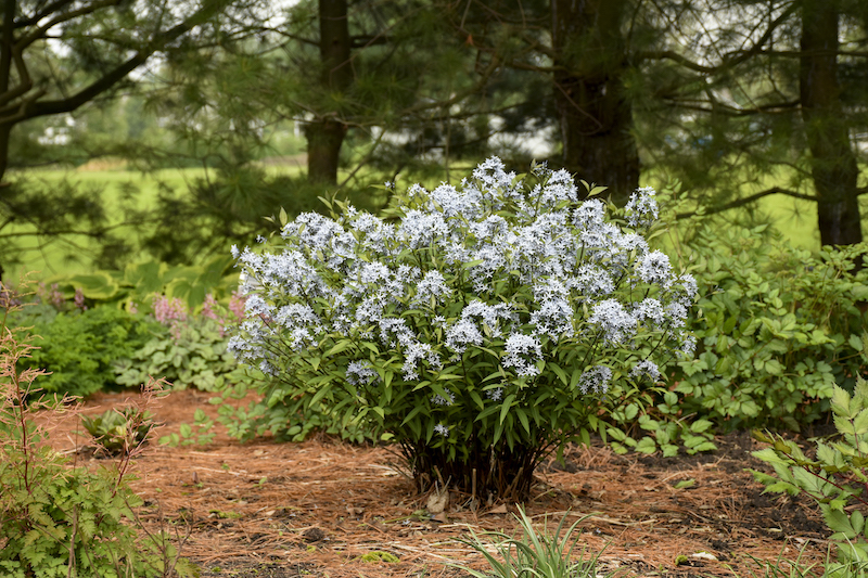 amsonia-storm-cloud-specimen-planting.jpg