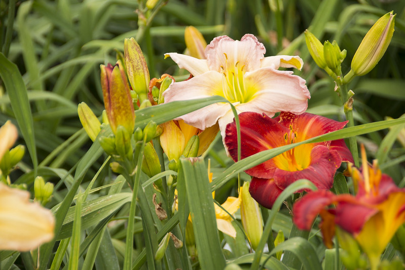 anders-daylily-gardens.jpg