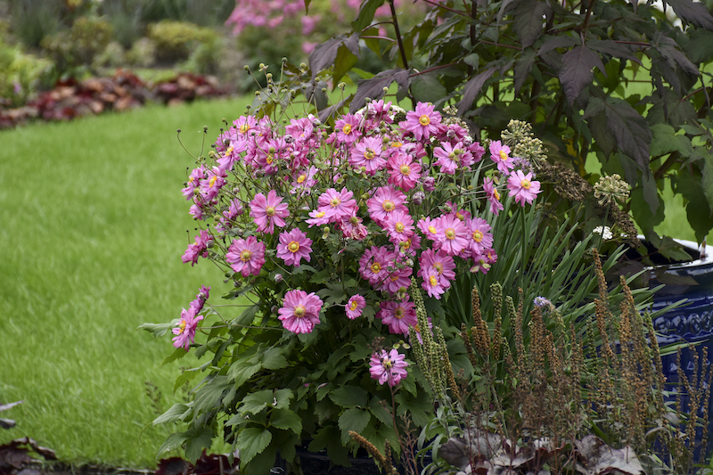 anemone-fall-in-love-sweetly-container-garden.jpg