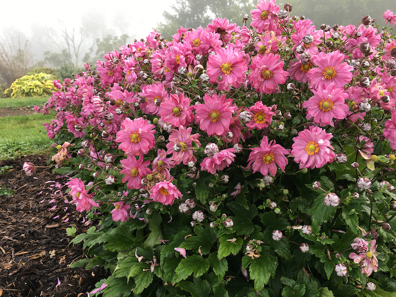 anemone-fall-in-love-sweetly-in-bloom.jpg