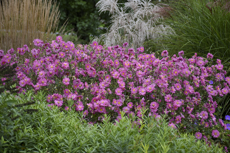 anemone-fall-in-love-sweetly-planted-with-ornamental-grasses.jpg