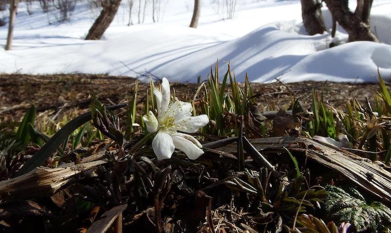 anemone-flower-in-winter.jpg