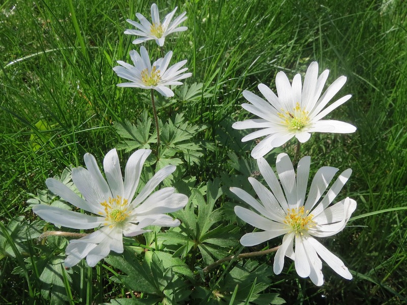 anemone-nemorosa-white-flowers.jpg