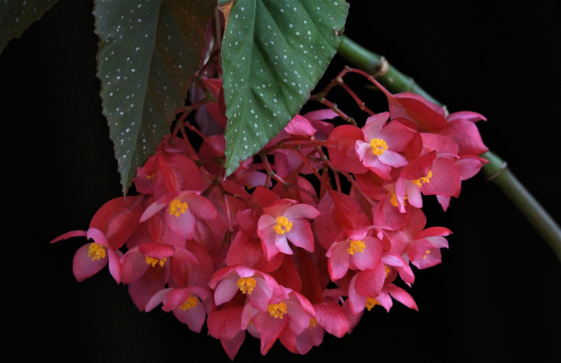 Do Deer Eat Begonias?  