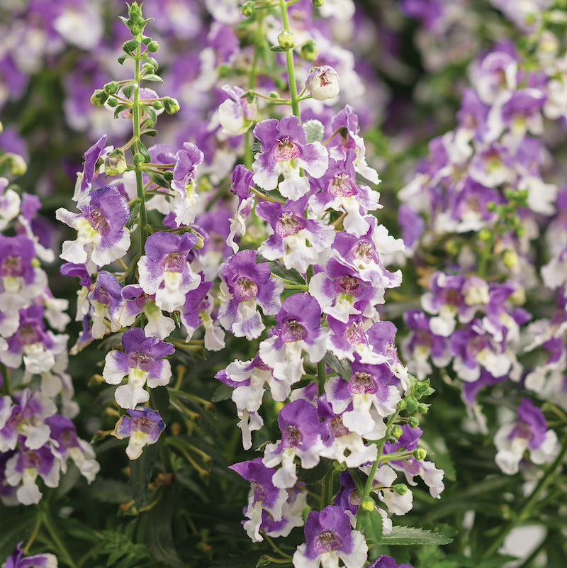 angelonia-wedgewood-blue-improved-flowers.jpg