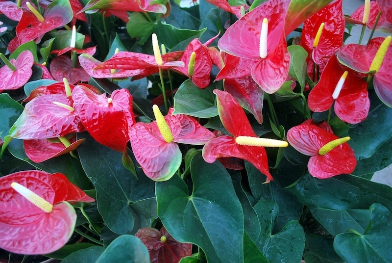 anthurium-blooming-outdoors-in-bright-light.jpg