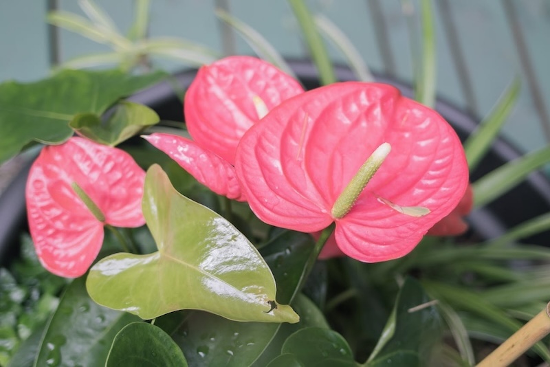 anthurium-in-bloom.jpg