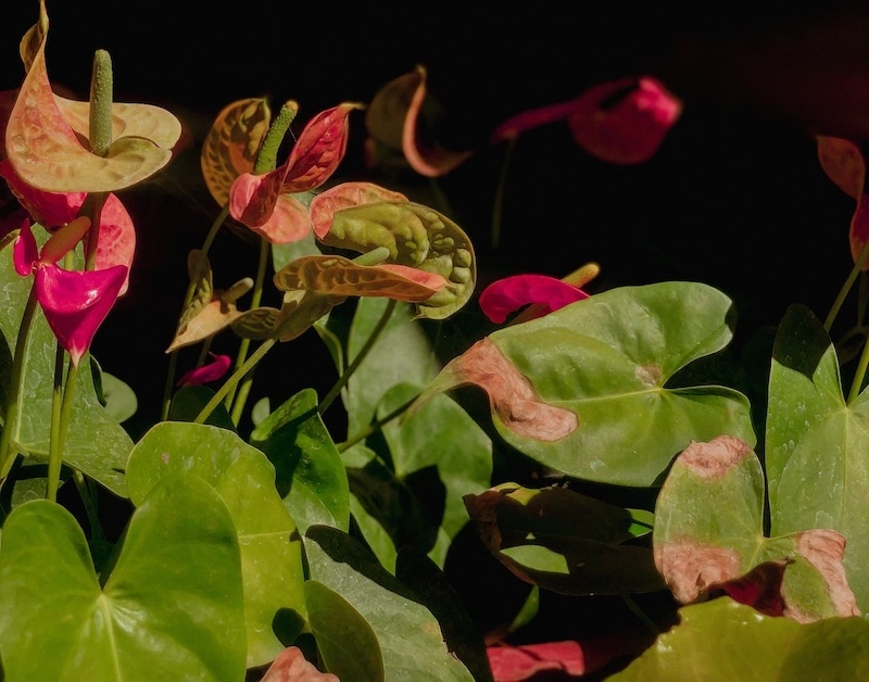 anthurium-in-too-much-bright-light.jpg