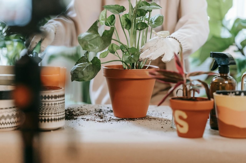 anthurium-planted-in-a-terra-cotta-pot.jpg