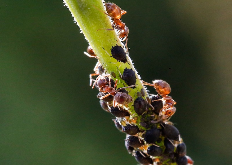 ants-and-aphids-on-plant-stem.jpg