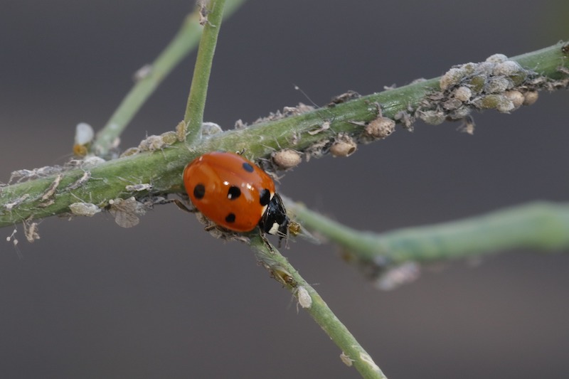 aphids-and-ladybug-on-a-green-stem.jpg