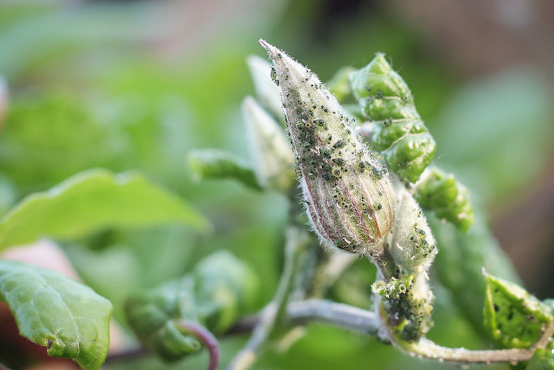 aphids-on-clematis-bloom.jpg