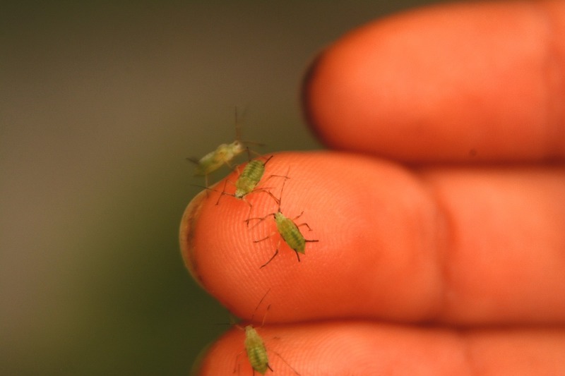 aphids-on-person-s-hand.jpg