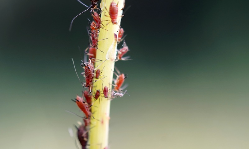 aphids-on-stem.jpg