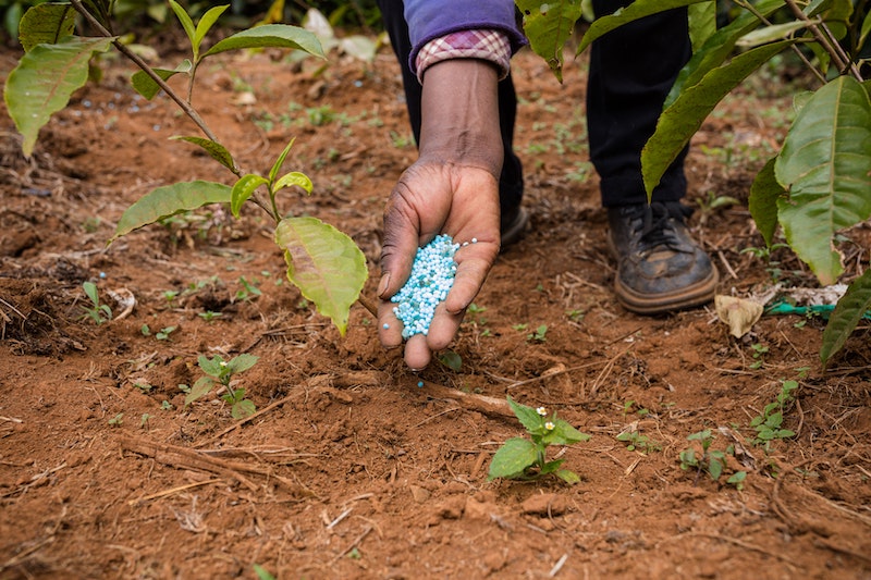 applying-granular-fertilizer.jpg