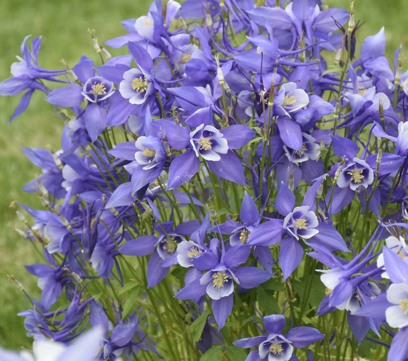 aquilegia-caerulea-kirigami-deep-blue-white-blooms.jpg