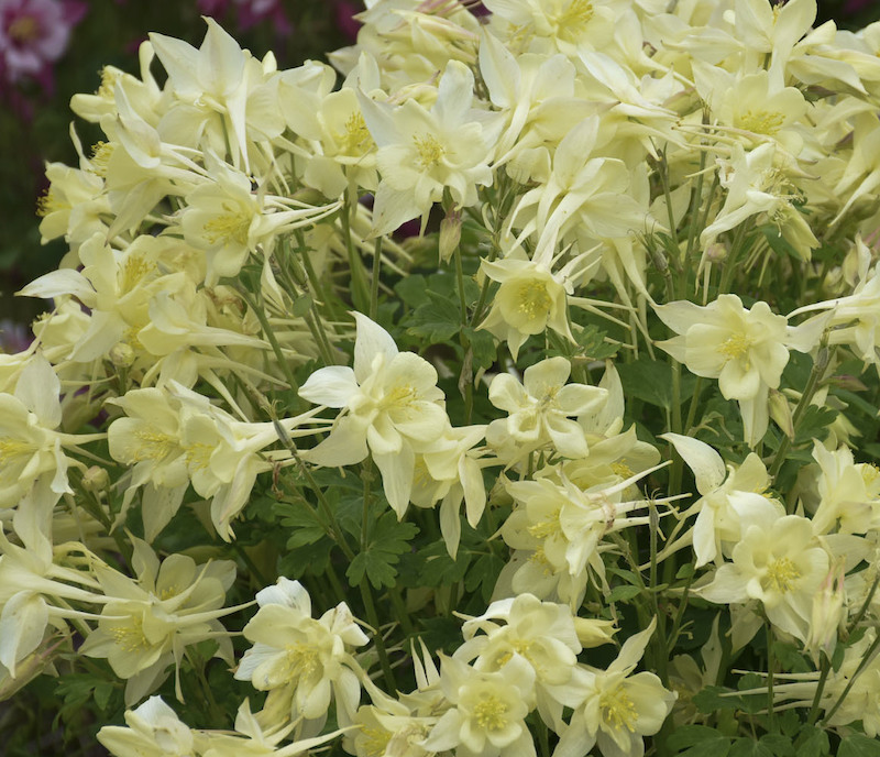 aquilegia-caerulea-kirigami-flowers.jpg