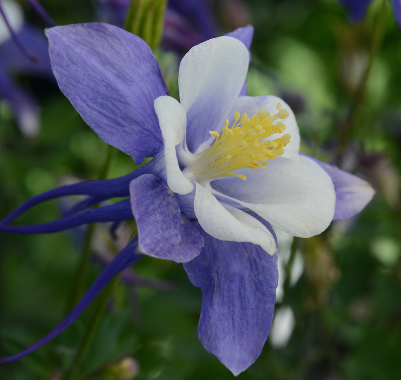 aquilegia-earlybird-blue-white-bloom-27510.jpg