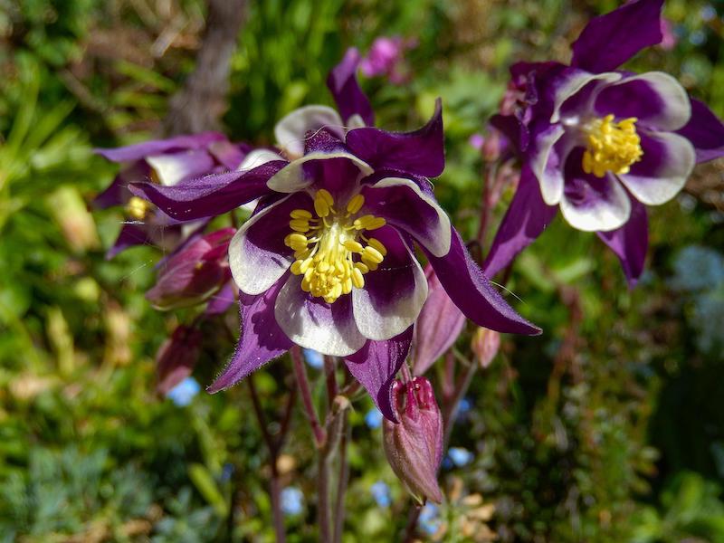 aquilegia-violet-flowers.jpg