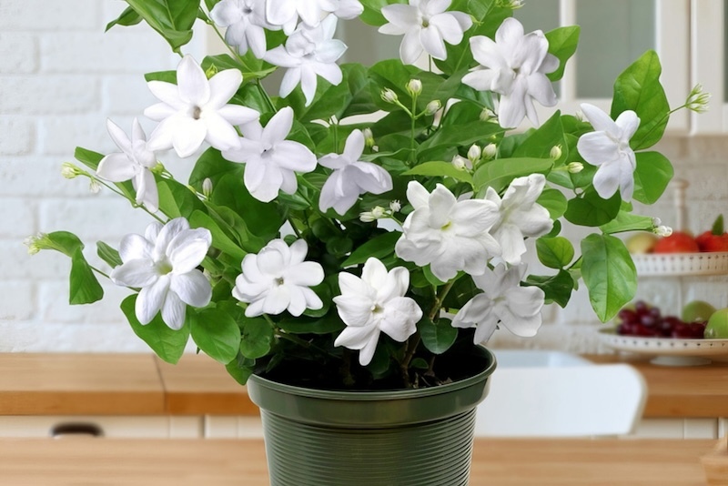 arabian-jasmine-in-plastic-green-pot.jpg