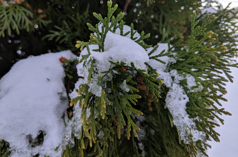 arborvitae-foliage-with-snow-and-ice.jpg