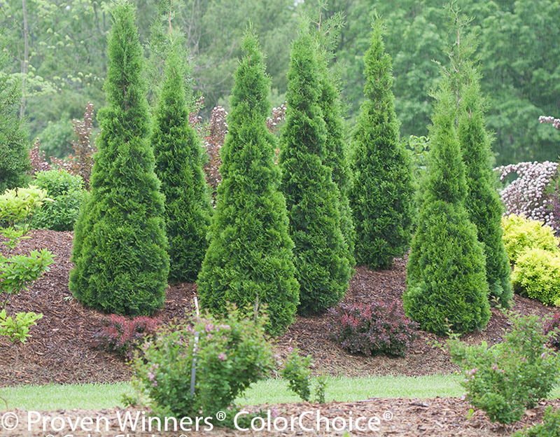 Winter Greenery Best Planted in Cold - Watters Garden Center