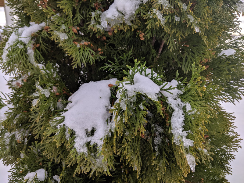 arborvitae-leaves-in-the-winter.jpg