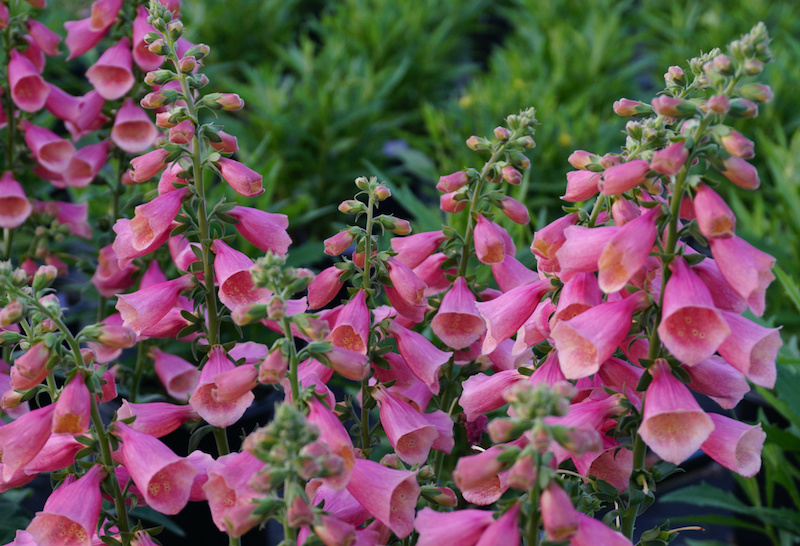 arctic-fox-rose-foxglove-in-bloom.jpg