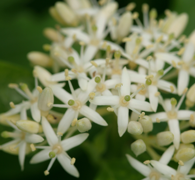 arctic-sun-cornus-blooms.jpg