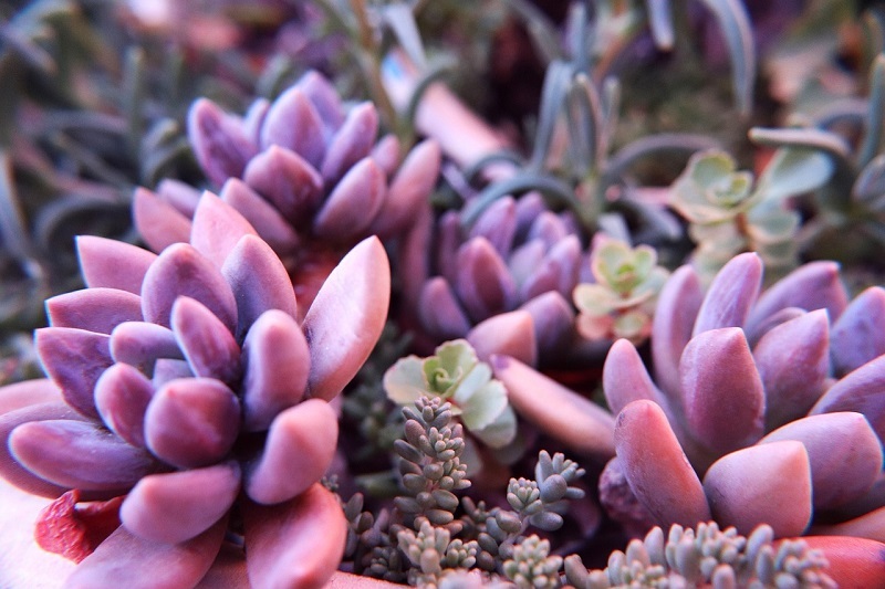 are-echeveria-poisonous.jpg