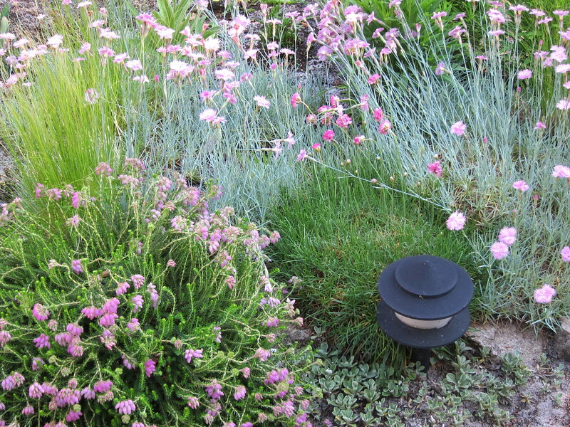 armeria-bloodstone-planted-with-erica-x-stuartii-irish-lemon-dianthus-mountain-mist-antennaria-rosea-ssp-pulvinata.jpg