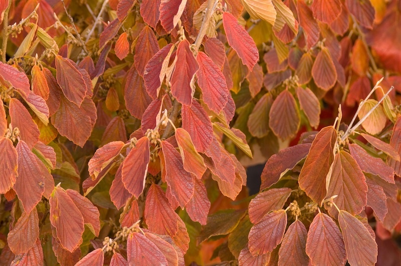 arnold-promise-witch-hazel-fall-foliage.jpg