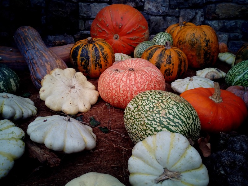 array-of-cucurbits.jpg