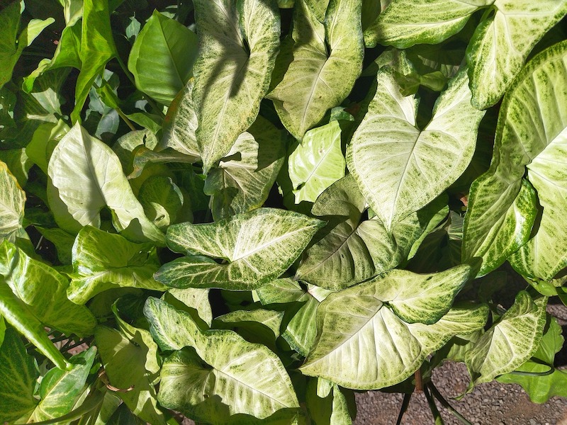 arrowhead-plant-growing-outdoors.jpg