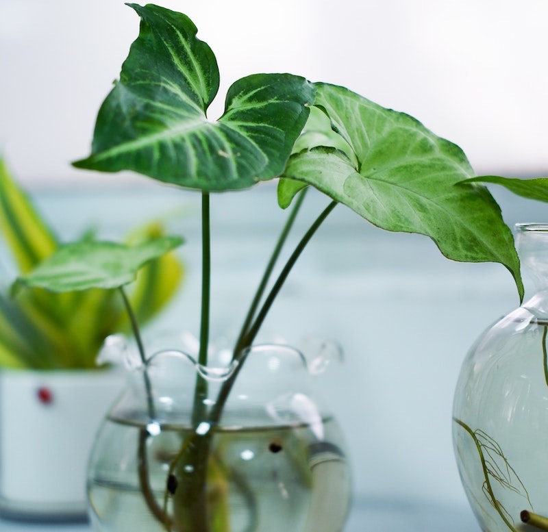 arrowhead-plant-propagated-in-water.jpg