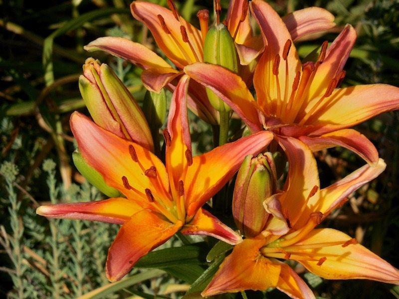 asiatic-lily-blooms.jpg