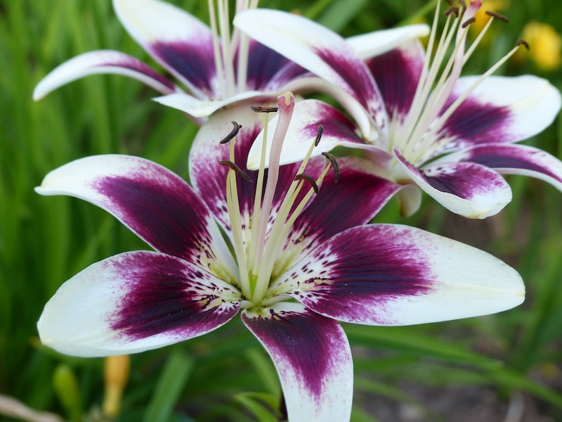 asiatic-lily-lilium-cappuccino.jpg