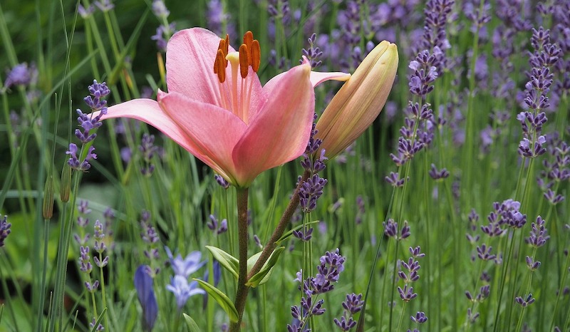 asiatic-lily-planted-with-lavender.jpg