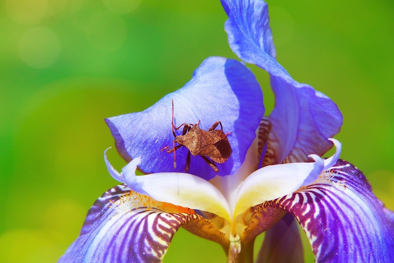 Iris Pests | Plant Addicts