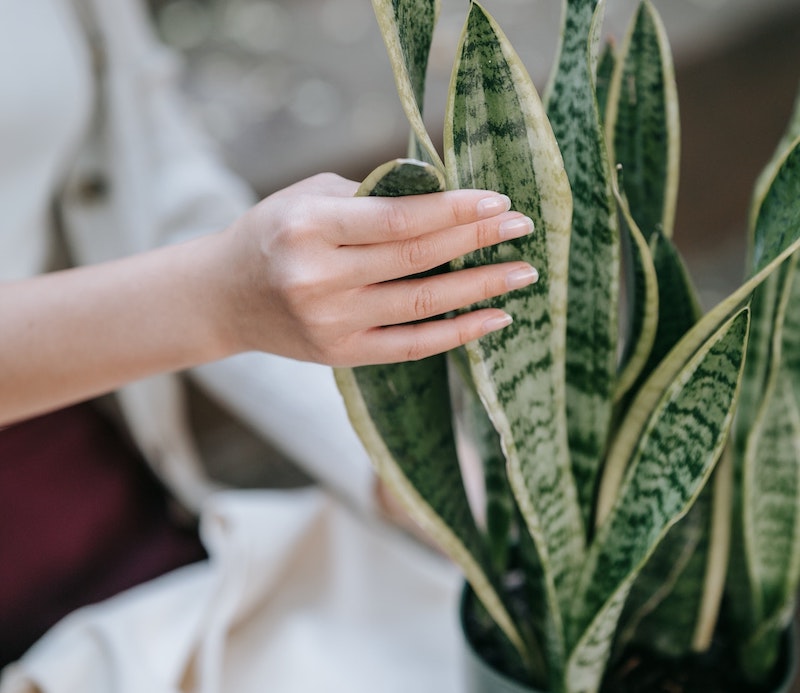 assessing-snake-plant-foliage.jpg