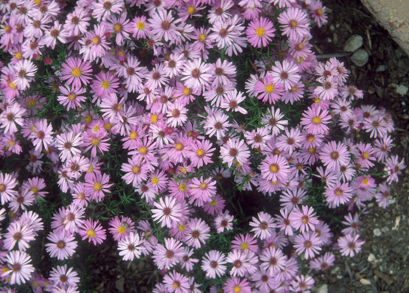 aster-divaricatus-woods-pink-blossoms.jpg