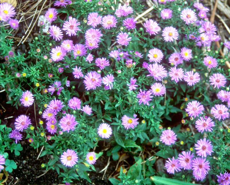 aster-divaricatus-woods-purple.jpg