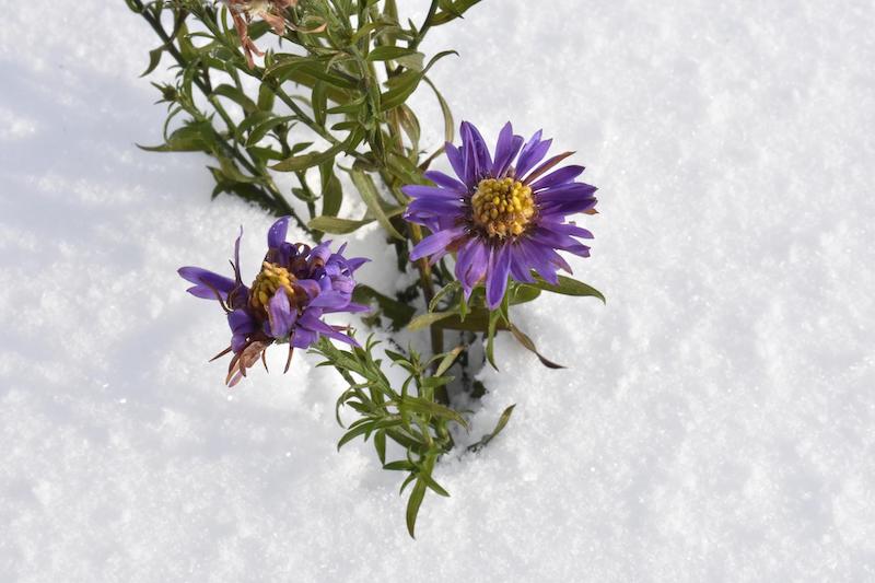 aster-flowers-in-snow.jpg