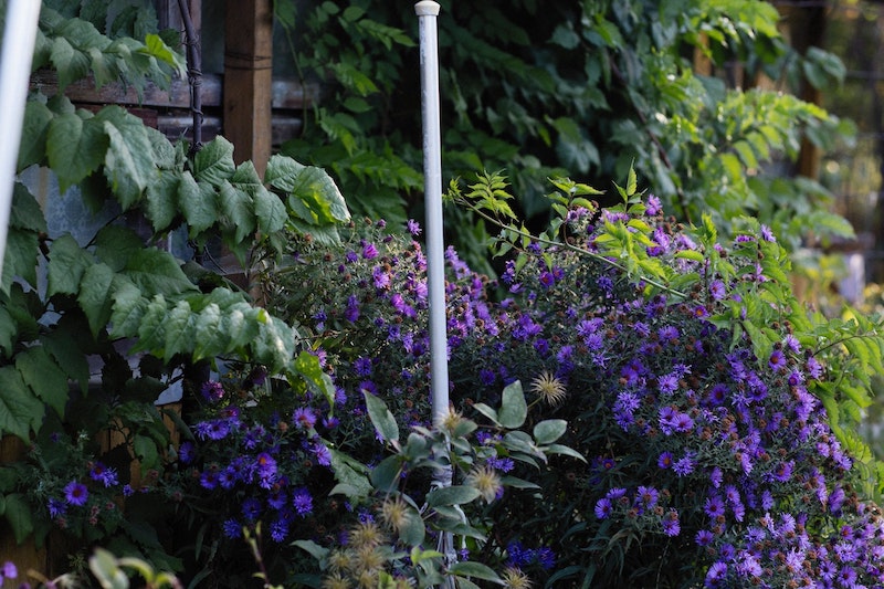 aster-planted-with-clematis.jpg