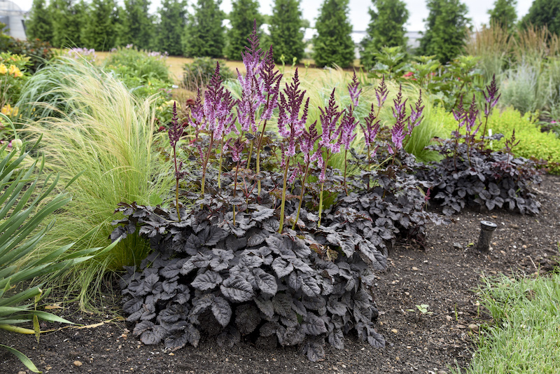 astilbe-dark-side-of-the-moon-planted-with-mexican-feather-grass-and-yucca.jpg