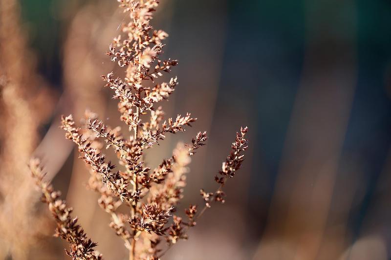 astilbe-dried-plume.jpg