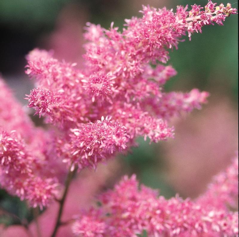 astilbe-japonica-rheinland-pink-flower.jpg