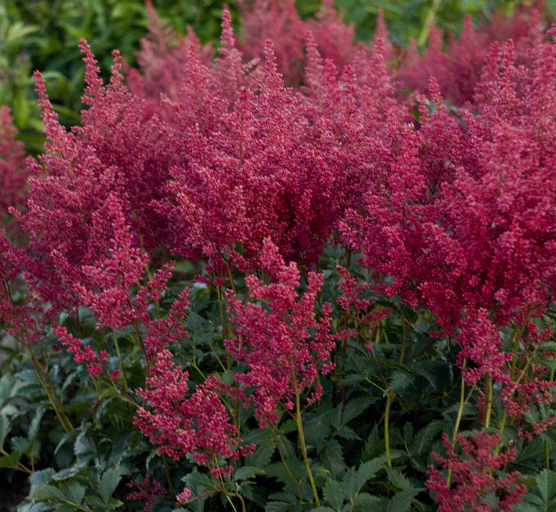 astilbe-montgomery-plumes.jpg