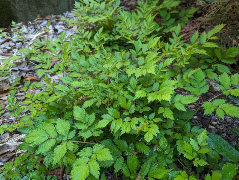 astilbe-not-in-bloom.jpg